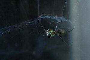 core web vitals